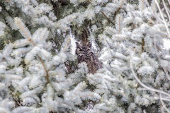 Bubo virginianus