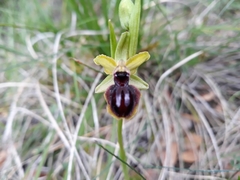 Ophrys sphegodes passionis