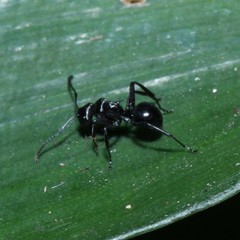 Polyrhachis clio