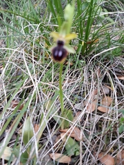 Ophrys sphegodes passionis