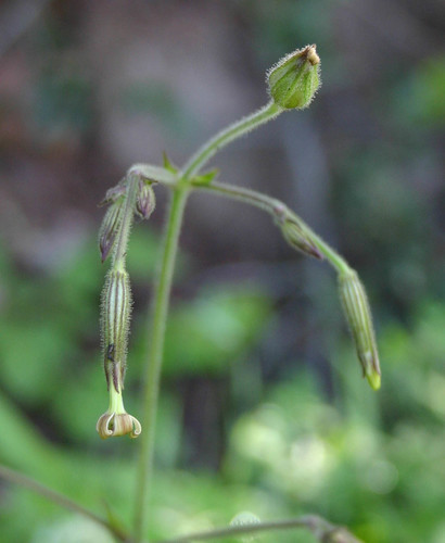 Silene viridiflora