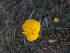 Ranunculus gramineus