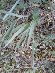 Ranunculus gramineus