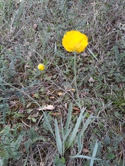 Ranunculus gramineus