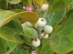 Magnoliopsida