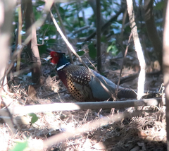 Phasianus colchicus
