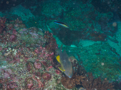 Plectroglyphidodon gascoynei