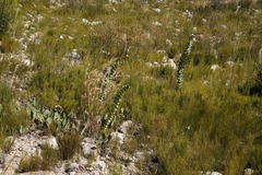 Rafnia amplexicaulis