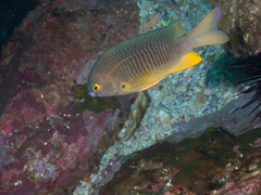 Plectroglyphidodon gascoynei