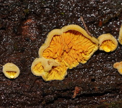 Pseudomerulius