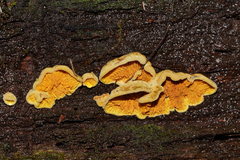 Pseudomerulius