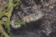 Hippocampus comes