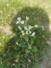 Raphanus raphanistrum