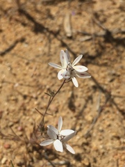 Osmadenia tenella