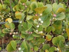 Magnoliopsida