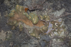 Lobophytum sarcophytoides