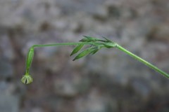 Silene viridiflora