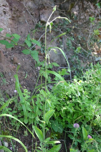 Silene viridiflora