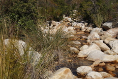 Capeochloa cincta cincta