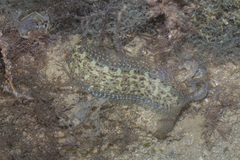 Congrogadus subducens