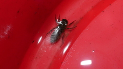 Cordulegaster boltonii