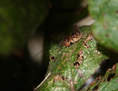 Hemiandrus maia