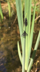 Rhadinoceraea micans