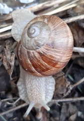 Helix pomatia