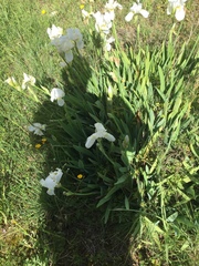 Iris albicans