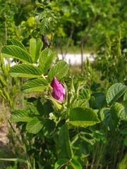 Rosa rugosa