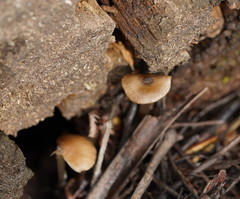 Entoloma aromaticum