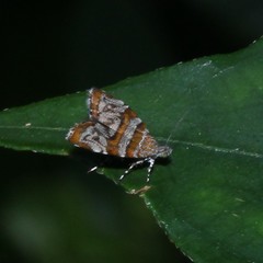 Choreutis periploca