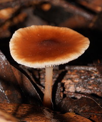 Lentinellus tasmanicus