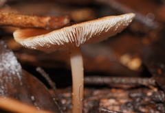 Lentinellus tasmanicus