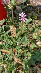 Erodium cicutarium