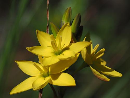 Ixia odorata Ker Gawl.