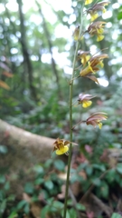 Tainia dunnii