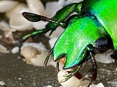 Ischiopsopha wallacei