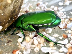 Ischiopsopha wallacei