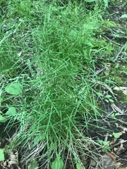 Poa nemoralis interior