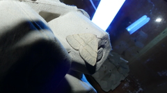 Adactylotis gesticularia