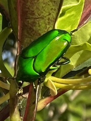 Ischiopsopha wallacei