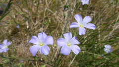 Linum perenne