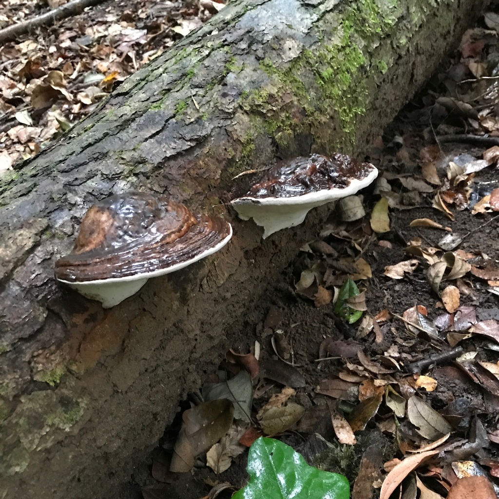 Ganoderma australe · April 2022 · photo: © cristianriquelme (iNaturalist, cc-by)