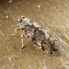 Melanoliarus placitus