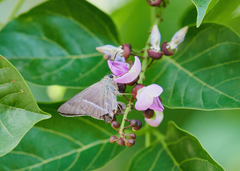 Hasora chromus chromus