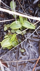Pinguicula hirtiflora
