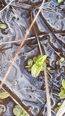 Pinguicula hirtiflora