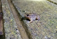 Occidozyga martensii