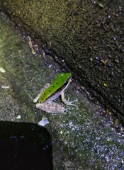 Odorrana chloronota
